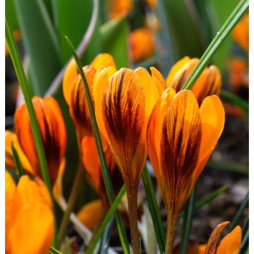 Crocus balansae 'Orange Monarch' - Balansa krookus 'Orange Monarch'